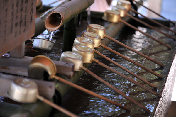 403 sakura4 DSC_5774.jpg